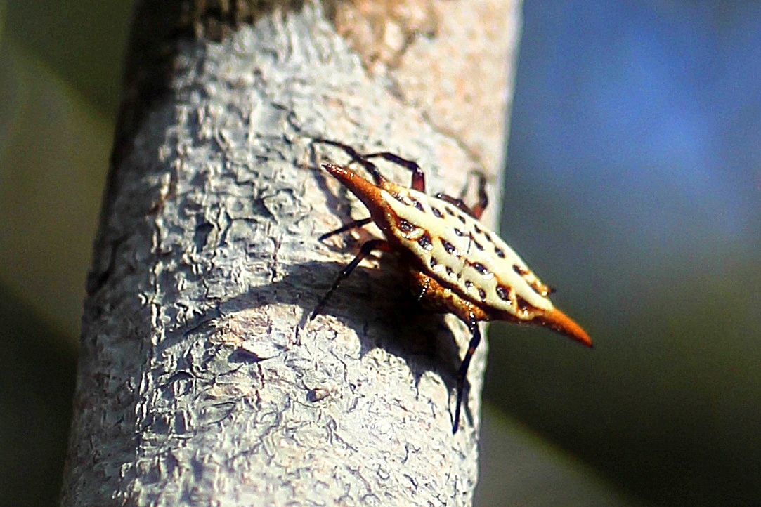 gasteracantha versicolor, kirindy forest gasteracantha versicolor, kirindy forest