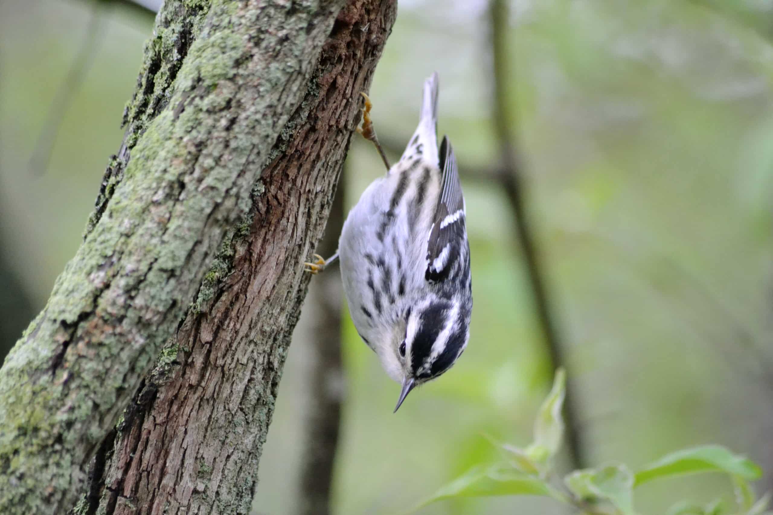 black and white warbler (mniotilta varia) (14442272723) black and white warbler (mniotilta varia) (14442272723)