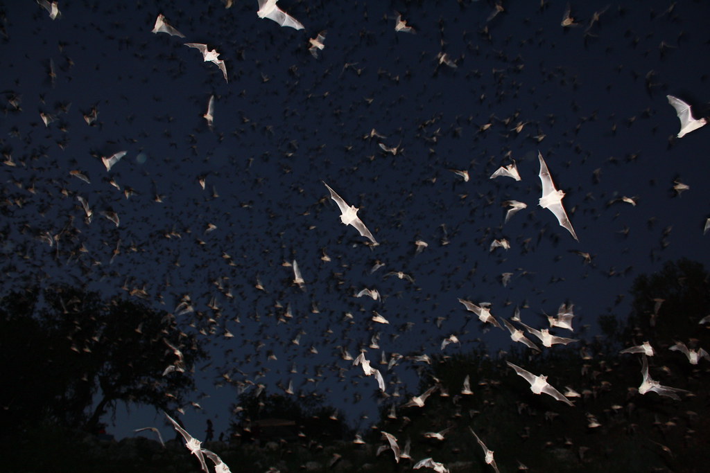 mexican free tailed bats exiting bracken bat cave