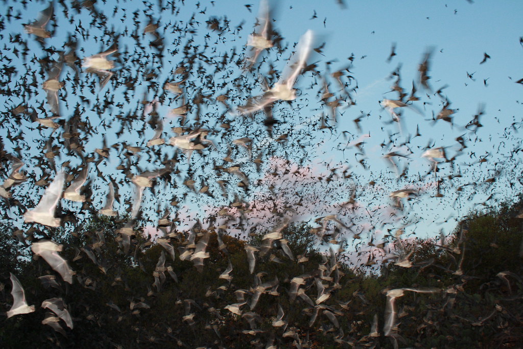 mexican free tailed bats exiting bracken bat cave
