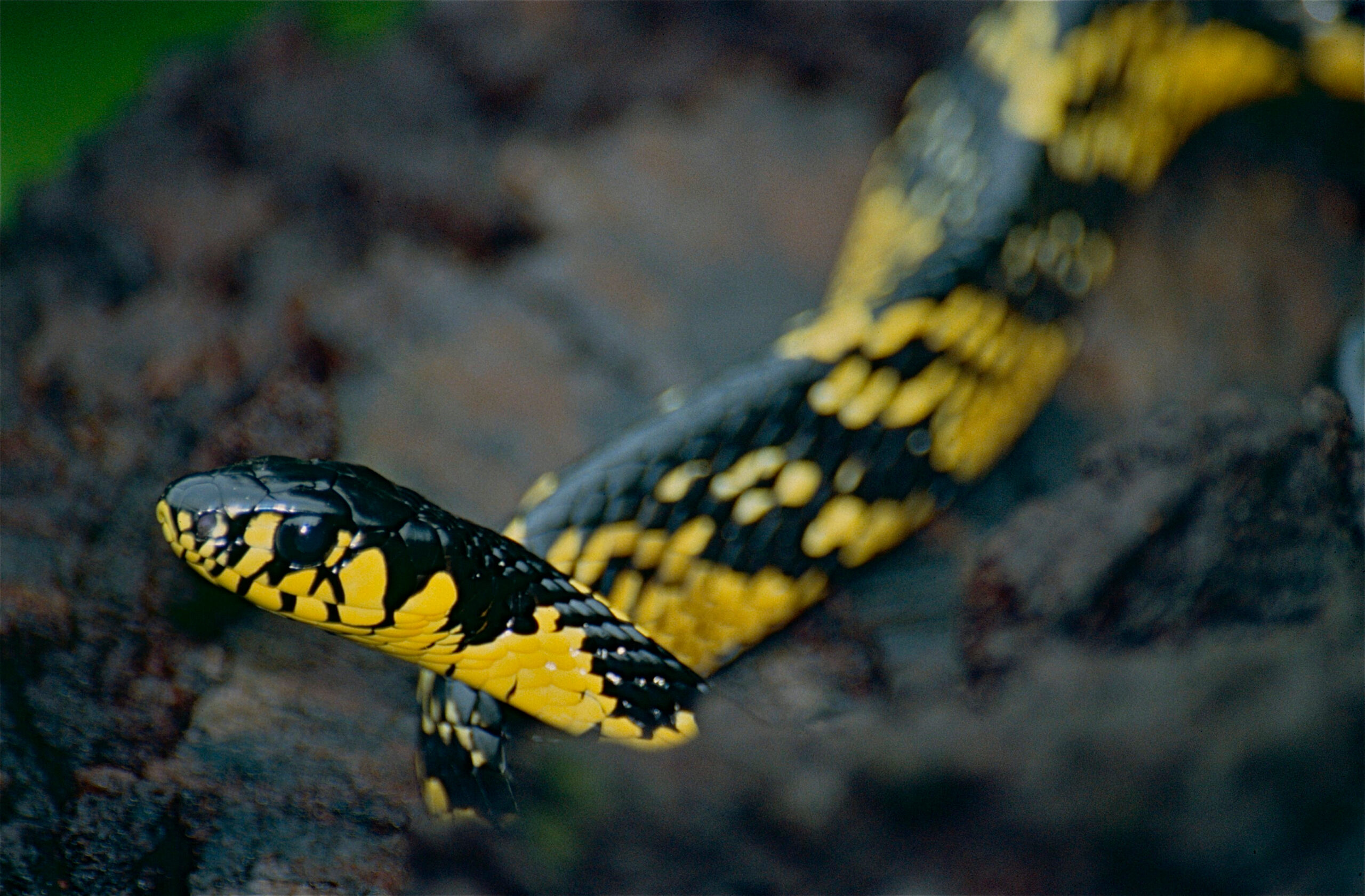 file:tropical rat snake (spilotes pullatus) (10347225554).jpg file:tropical rat snake (spilotes pullatus) (10347225554).jpg