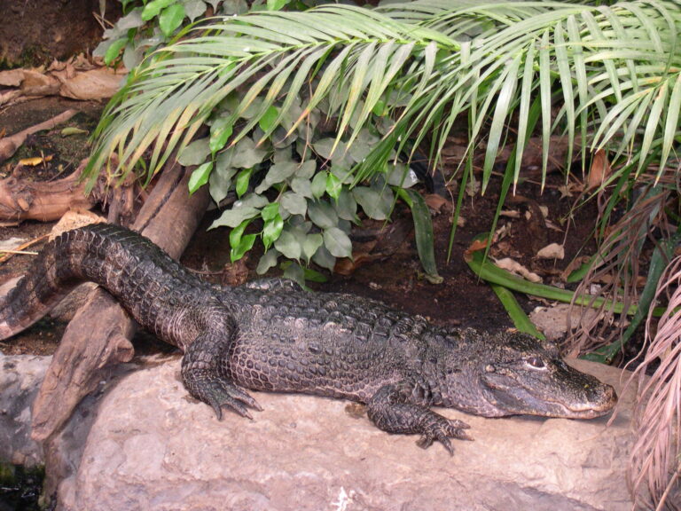 alligator sinensis