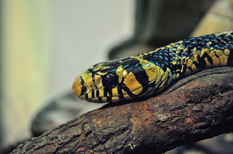spilotes pullatus weimar meneses (7394807338) spilotes pullatus weimar meneses (7394807338) Chicken Snake