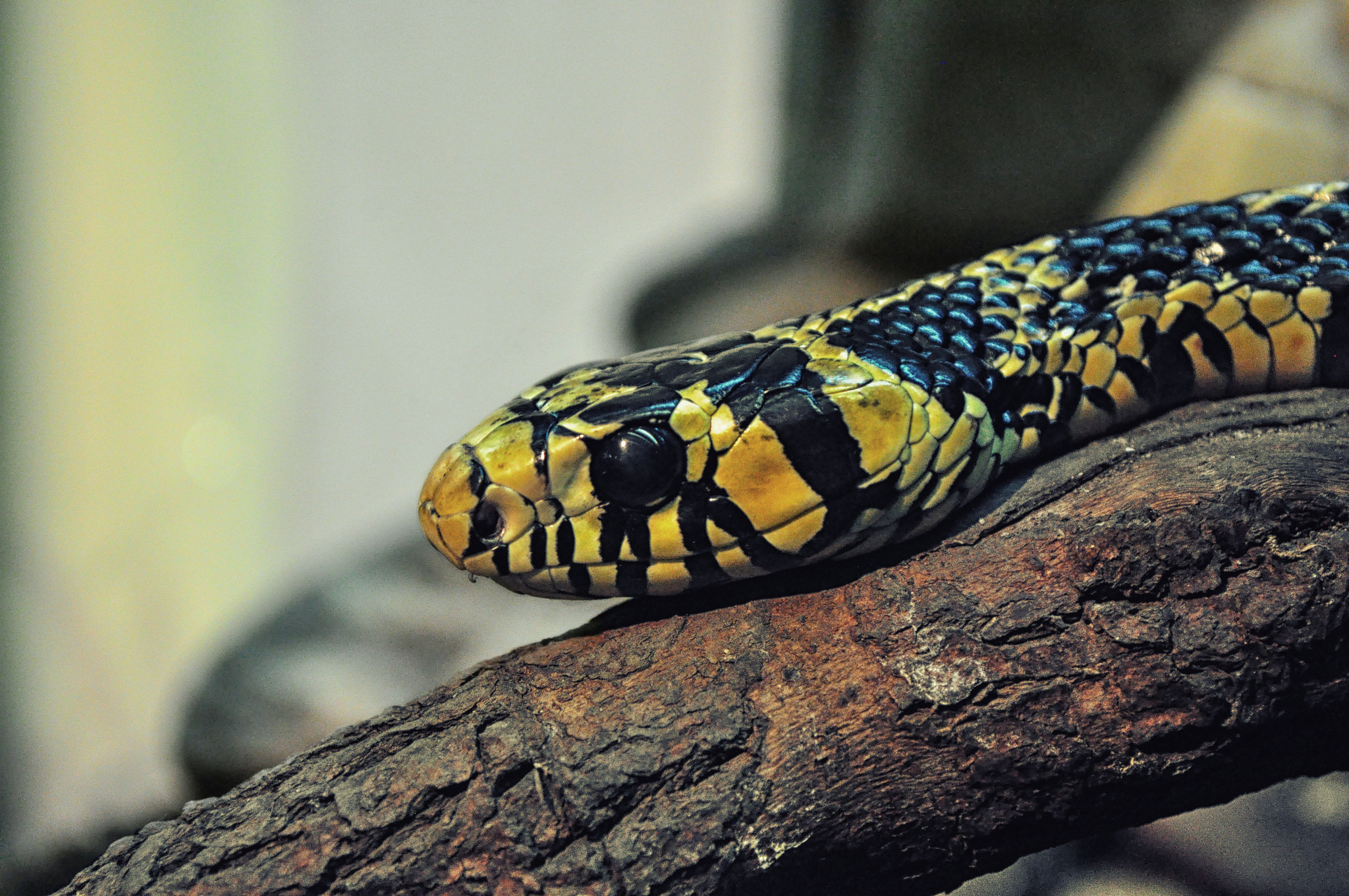 spilotes pullatus weimar meneses (7394807338) spilotes pullatus weimar meneses (7394807338) Chicken Snake