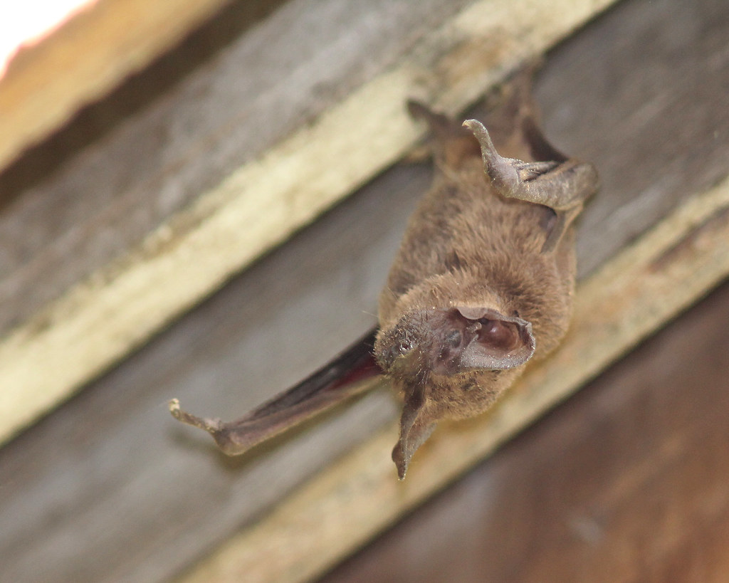 mexican free tailed bat (tadarida brasiliensis)