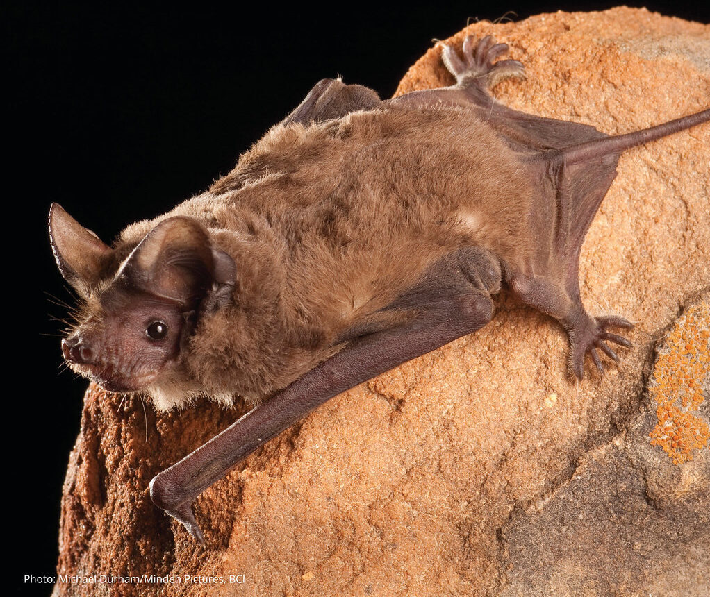 mexican free tailed bat (tadarida brasiliensis)