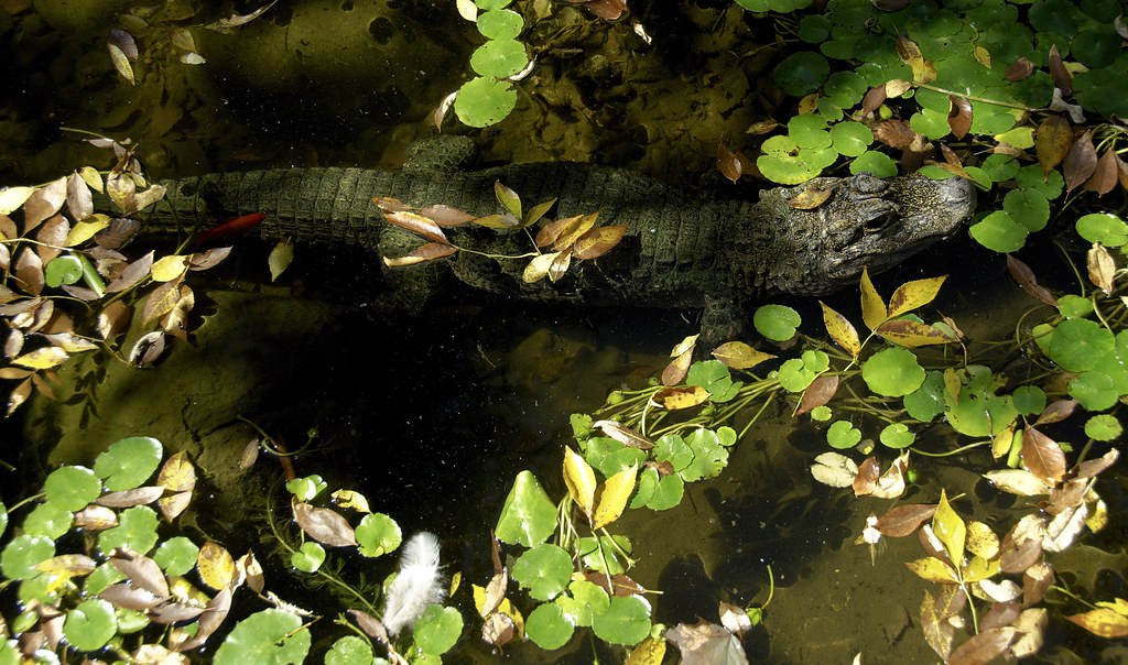 chinese alligator (alligator sinensis) 6