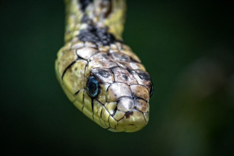 spilotes pullatus por luan alves chaves 24 spilotes pullatus por luan alves chaves 24