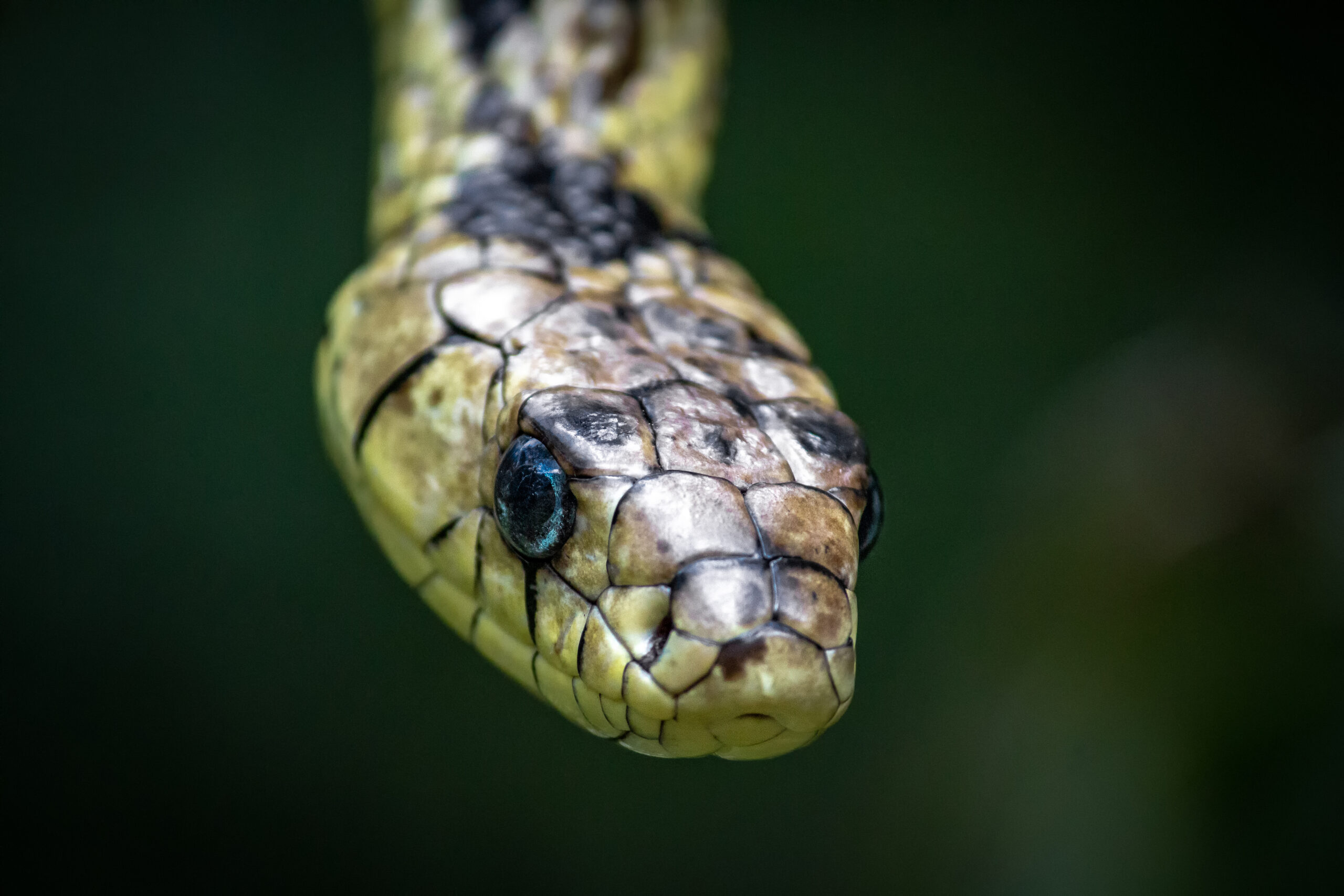 spilotes pullatus por luan alves chaves 24 spilotes pullatus por luan alves chaves 24
