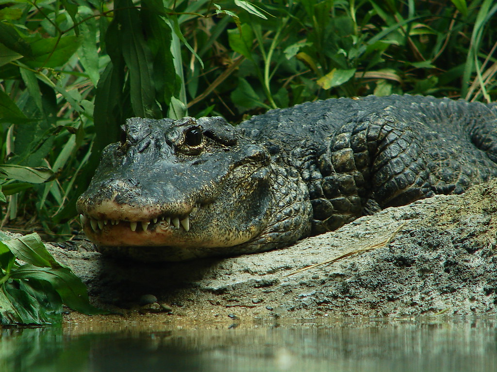 alligator sinensis
