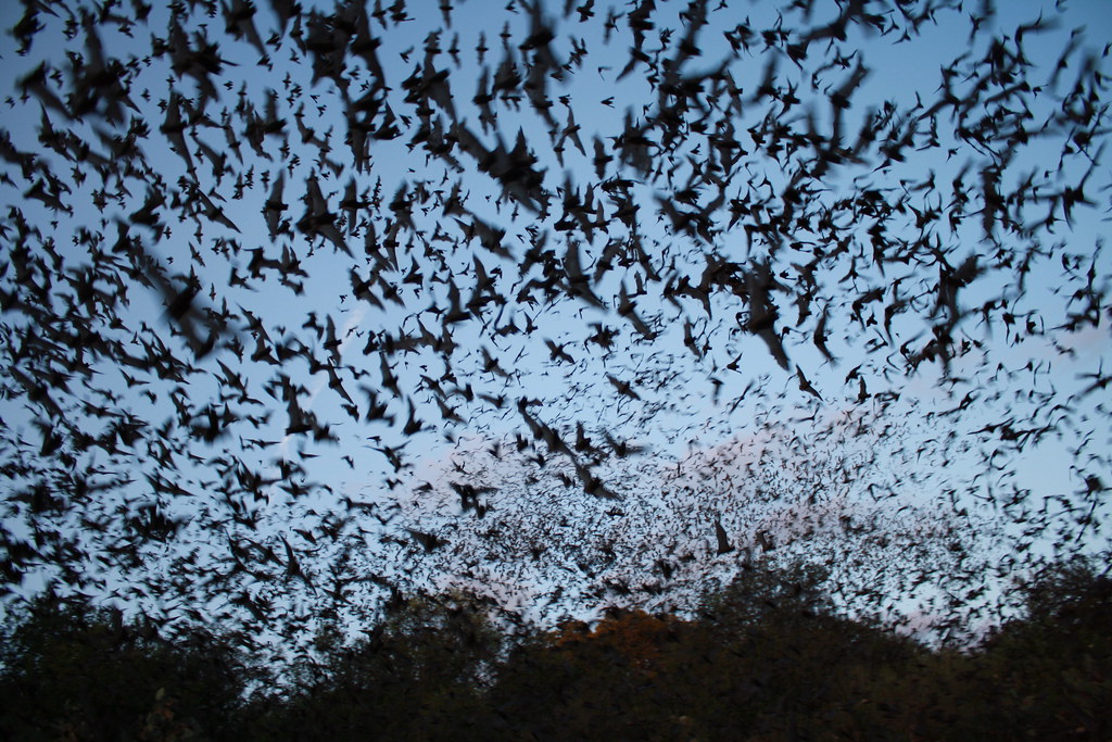 mexican free tailed bats exiting bracken bat cave