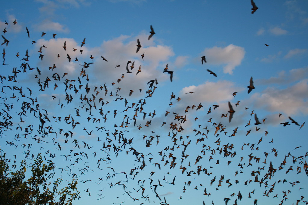 mexican free tailed bats exiting bracken bat cave