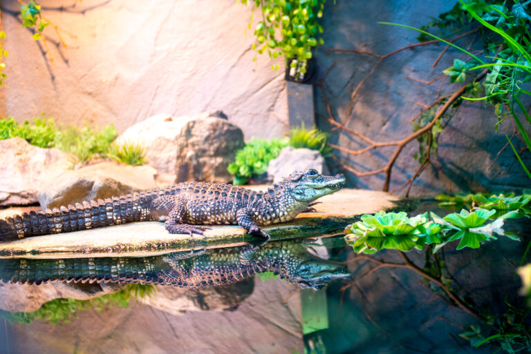 alligator sinensis in taipei zoo Chinese Alligator