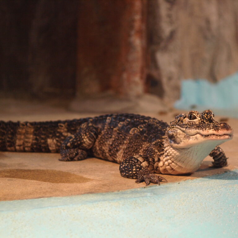 alligator sinensis by opencage
