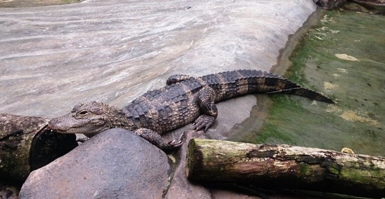 crocodile at river safari