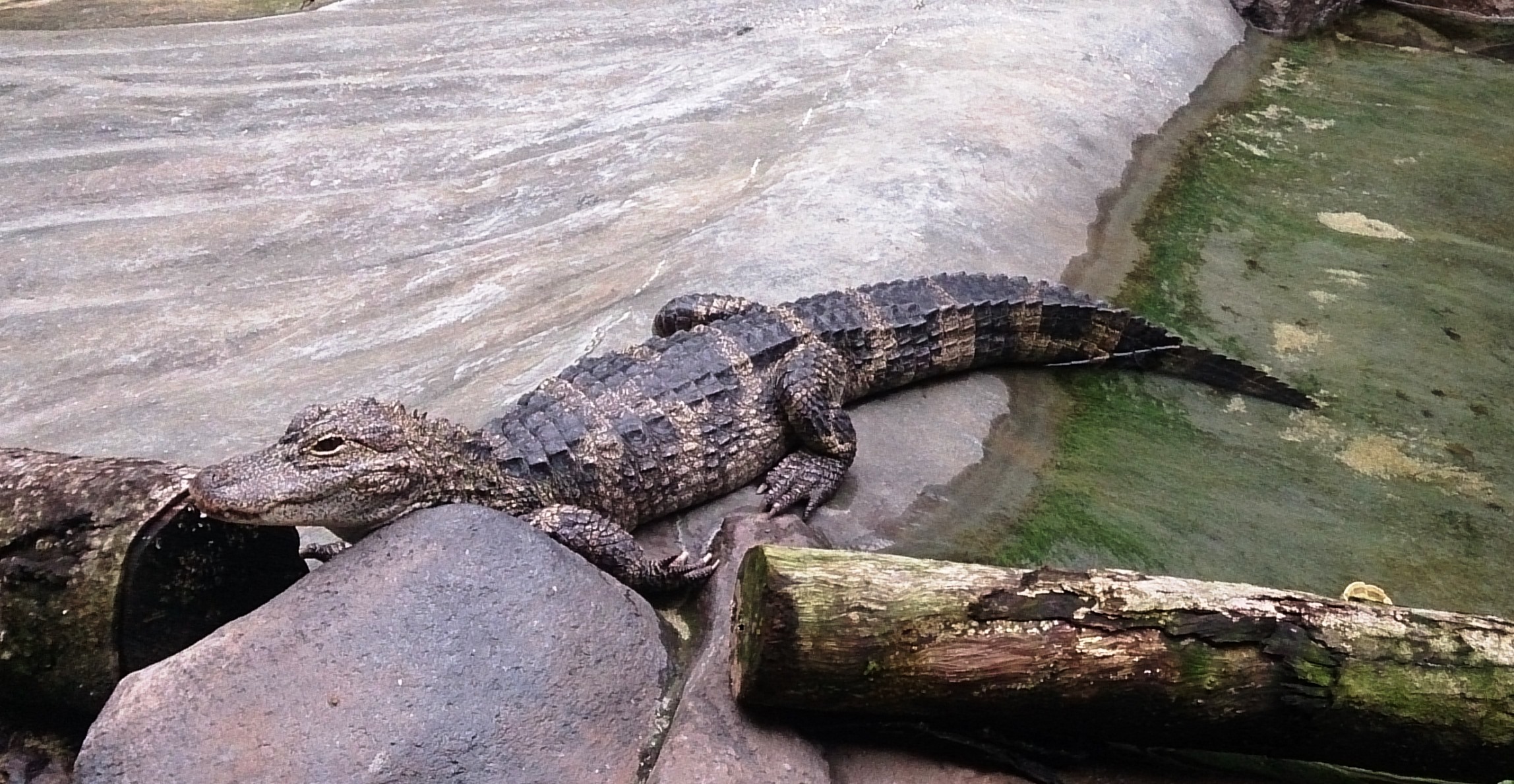 crocodile at river safari