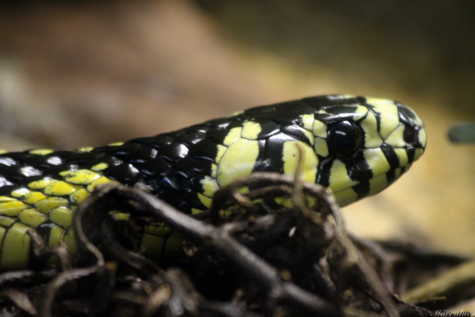 caninana (spilotes pullatus) (8451261935) caninana (spilotes pullatus) (8451261935)