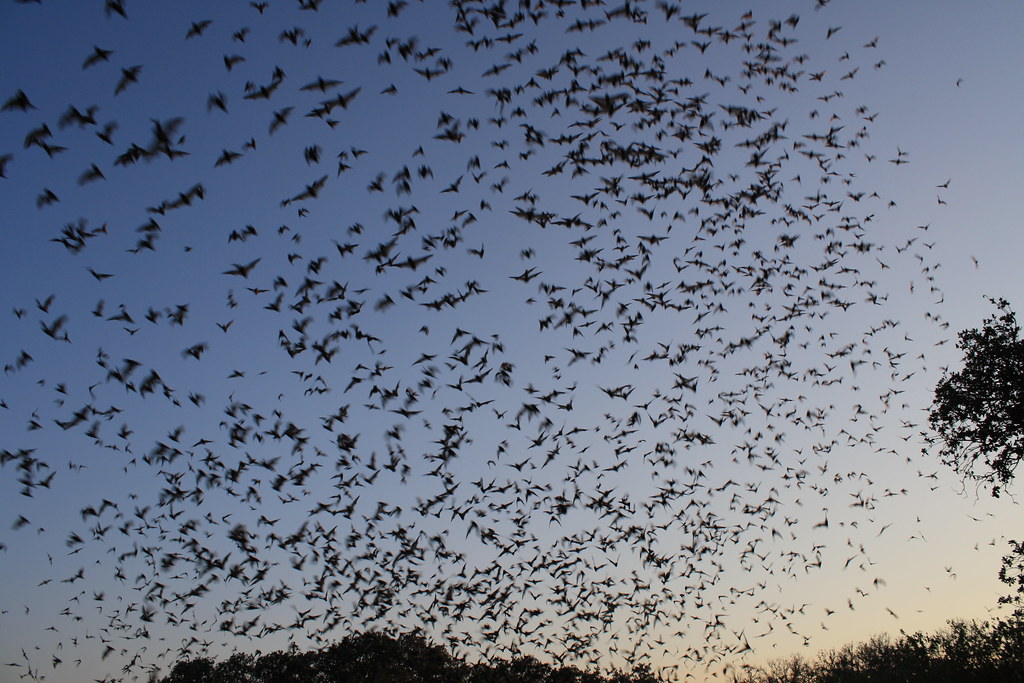 mexican free tailed bats exiting bracken bat cave