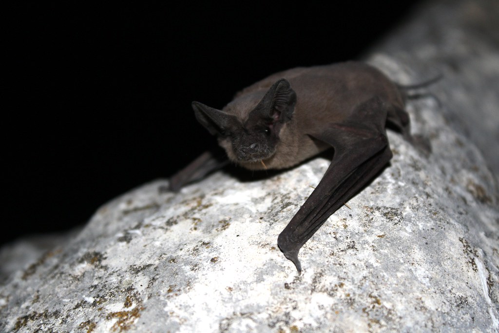 mexican free tailed bat  Mexican Free-Tailed Bat