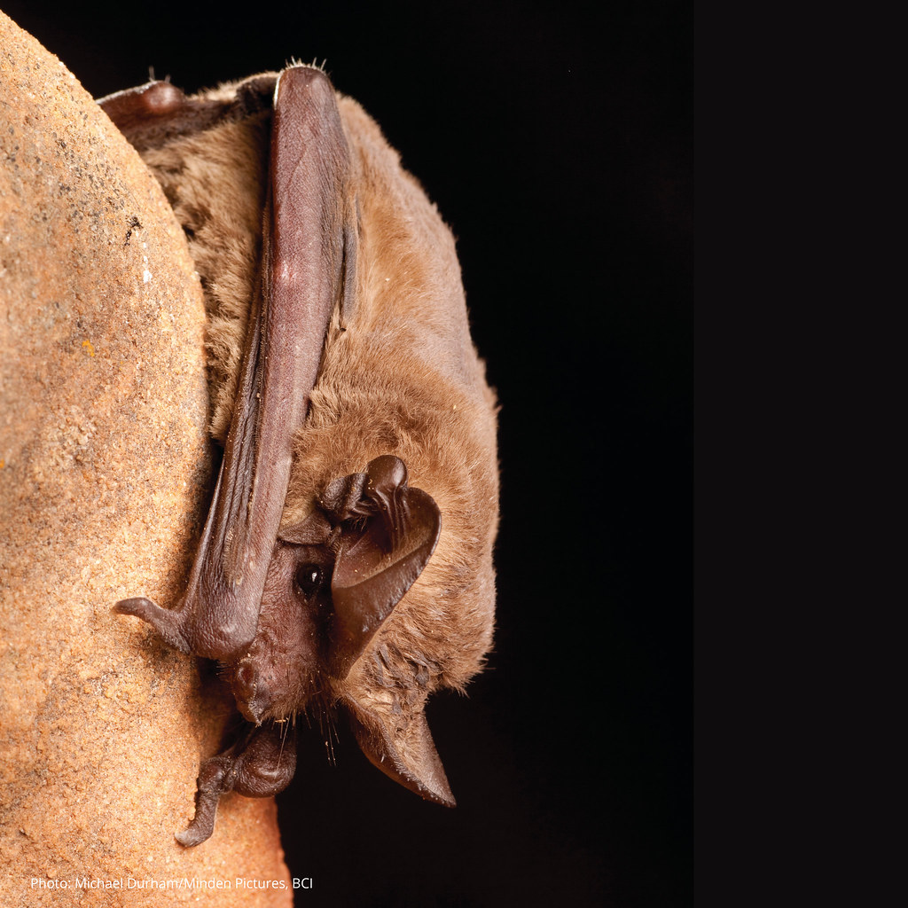 mexican free tailed bat (tadarida brasiliensis)
