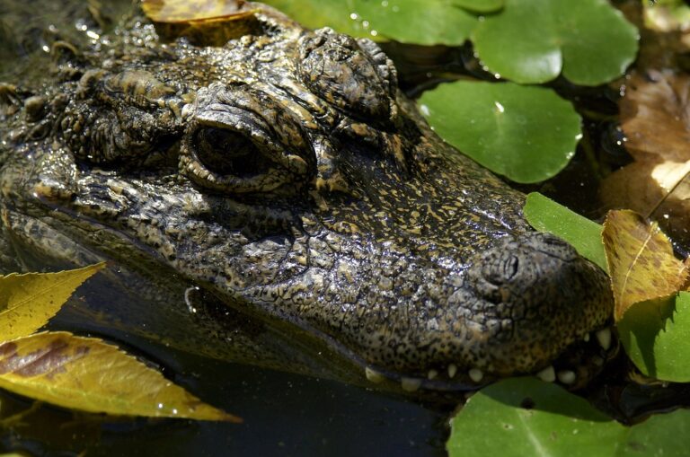 chinese alligator (alligator sinensis) 4