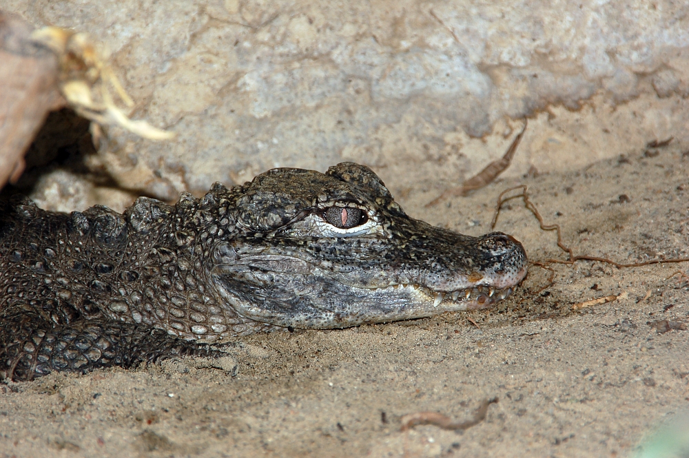 alligator sinensis fg01