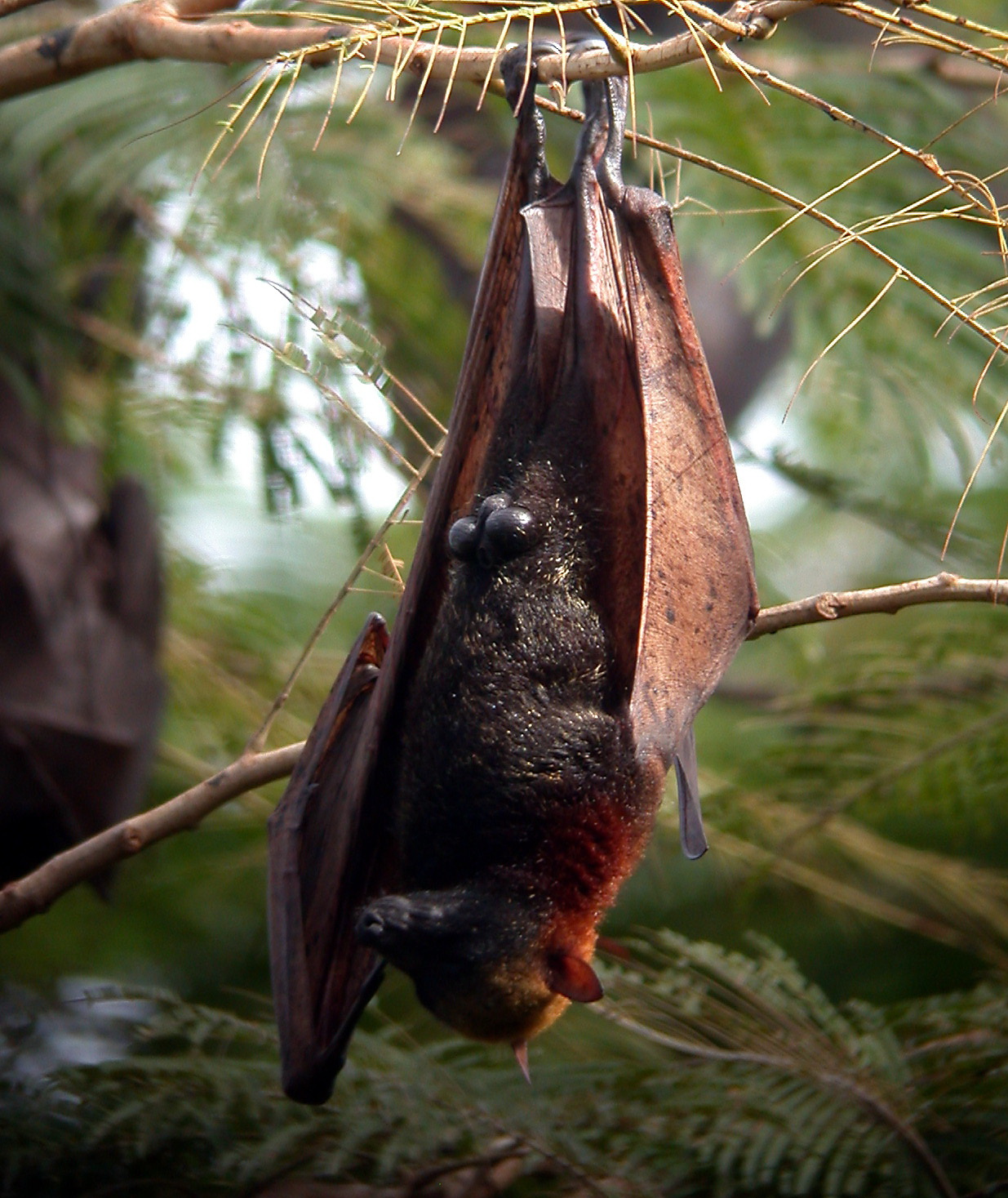 golden crowned flying fox acerodon jubatus (15901777584) golden crowned flying fox acerodon jubatus (15901777584)