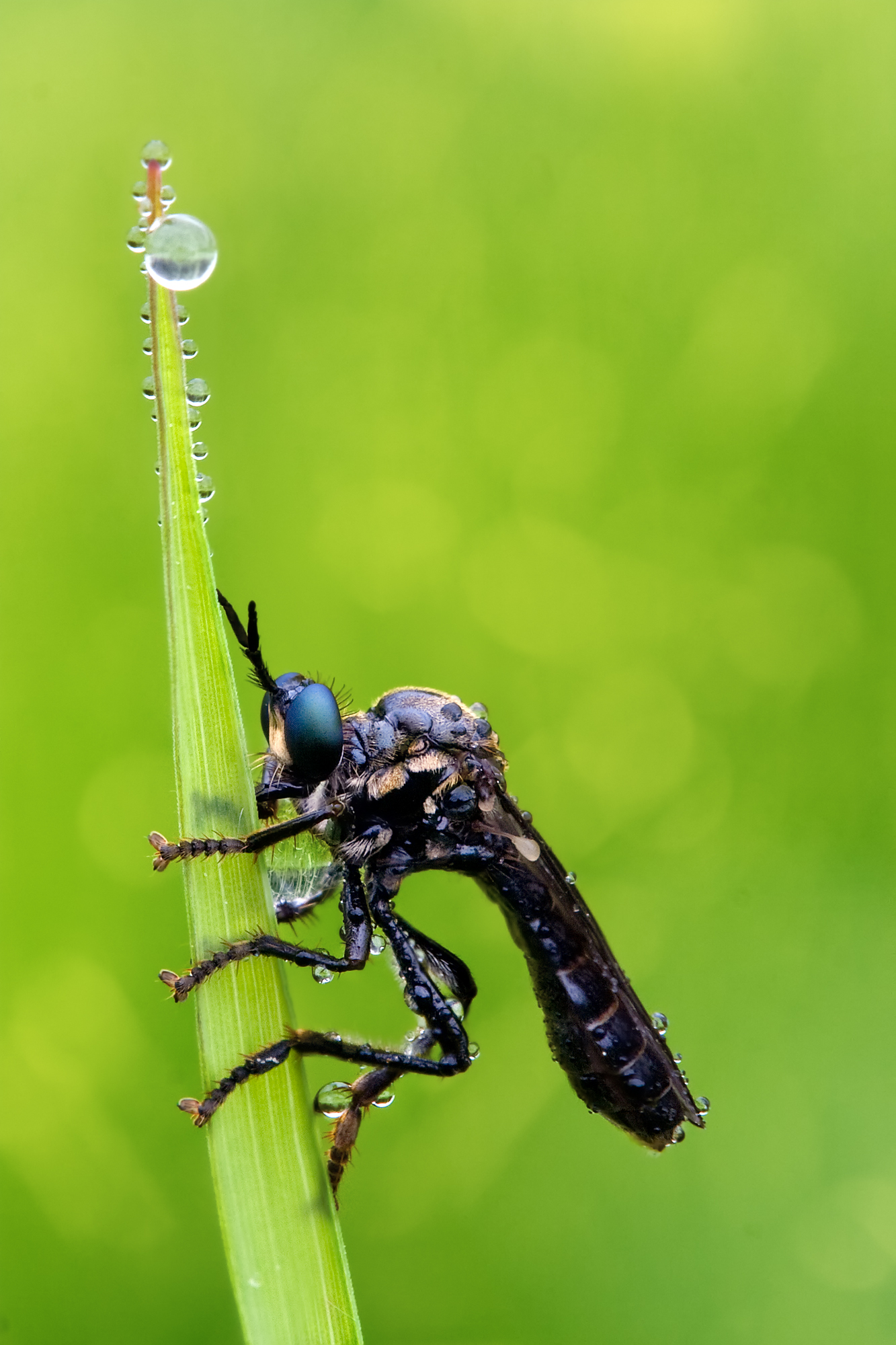 schwarze habichtsfliege dioctria atricapilla schwarze habichtsfliege dioctria atricapilla