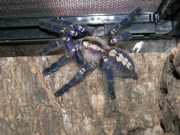 poecilotheria metallica
