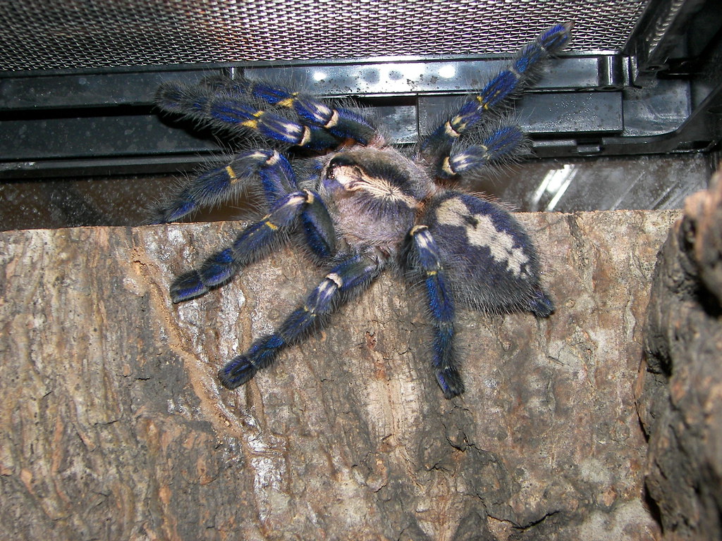 poecilotheria metallica