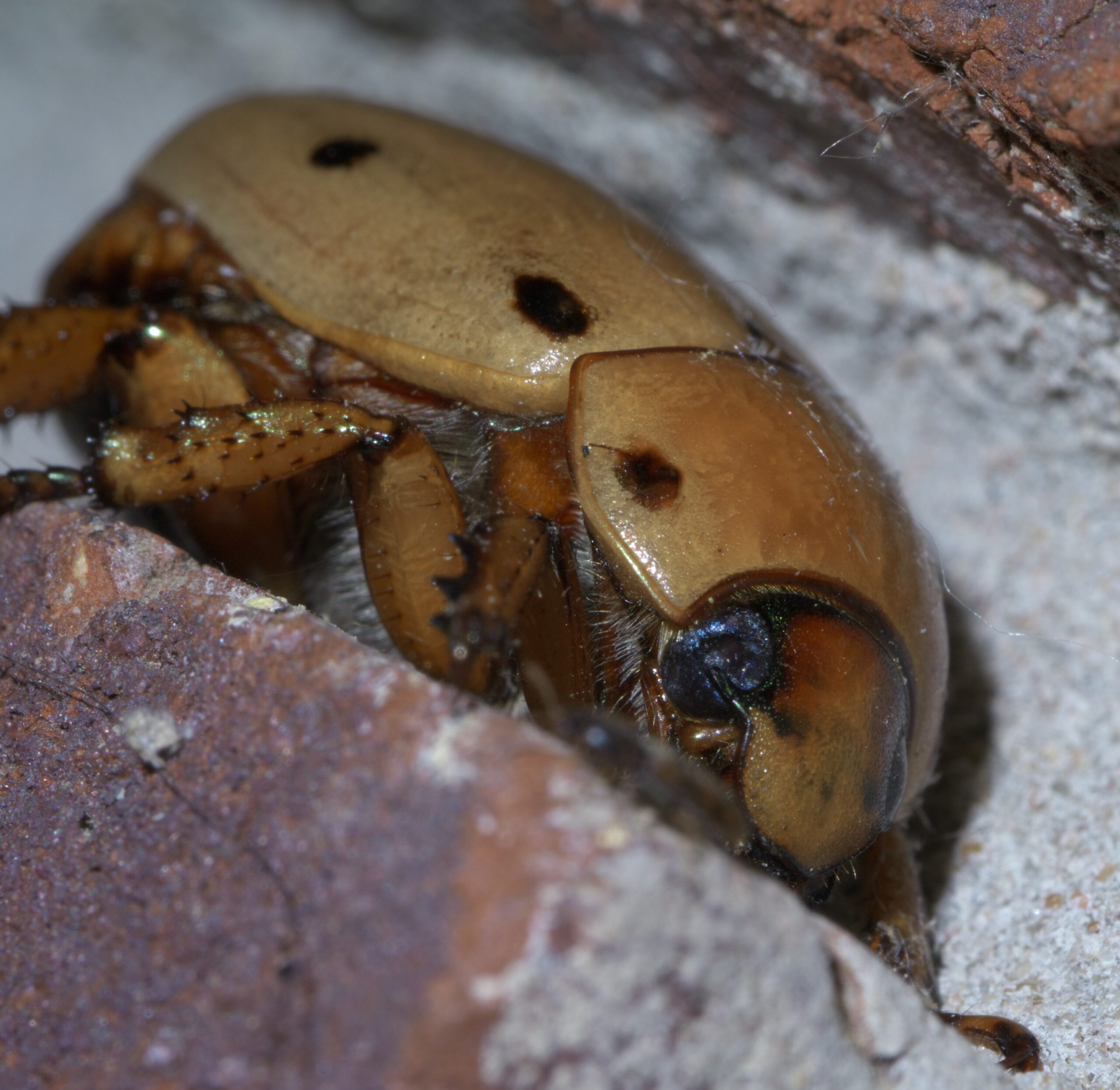 pelidnota punctata p1440227a