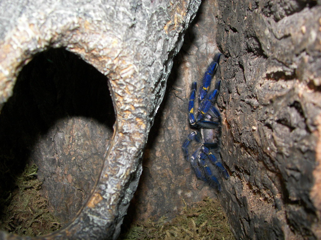 poecilotheria metallica