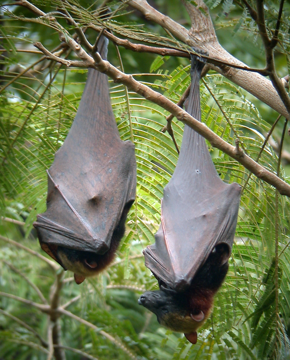 golden crowned flying fox acerodon jubatus (16338443667) golden crowned flying fox acerodon jubatus (16338443667)