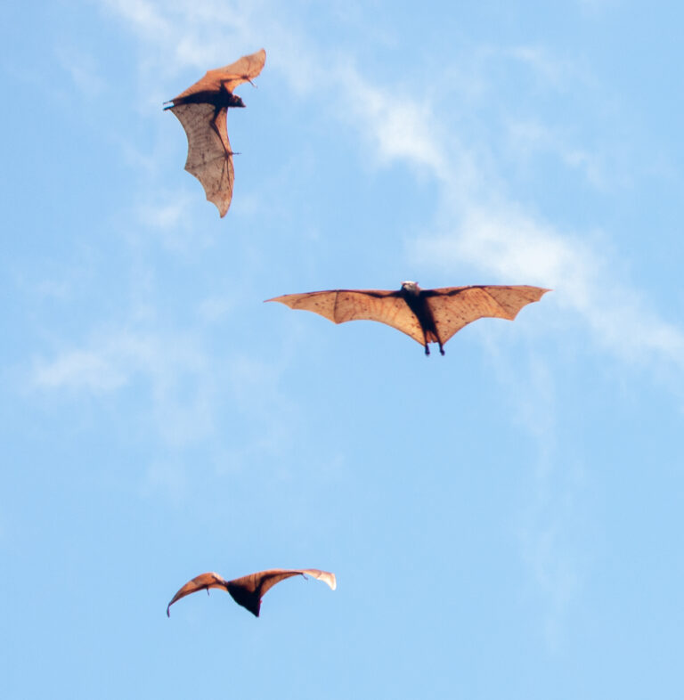 a colony of giant golden crowned flying fox up in the sky in the philippines (cropped) a colony of giant golden crowned flying fox up in the sky in the philippines (cropped)