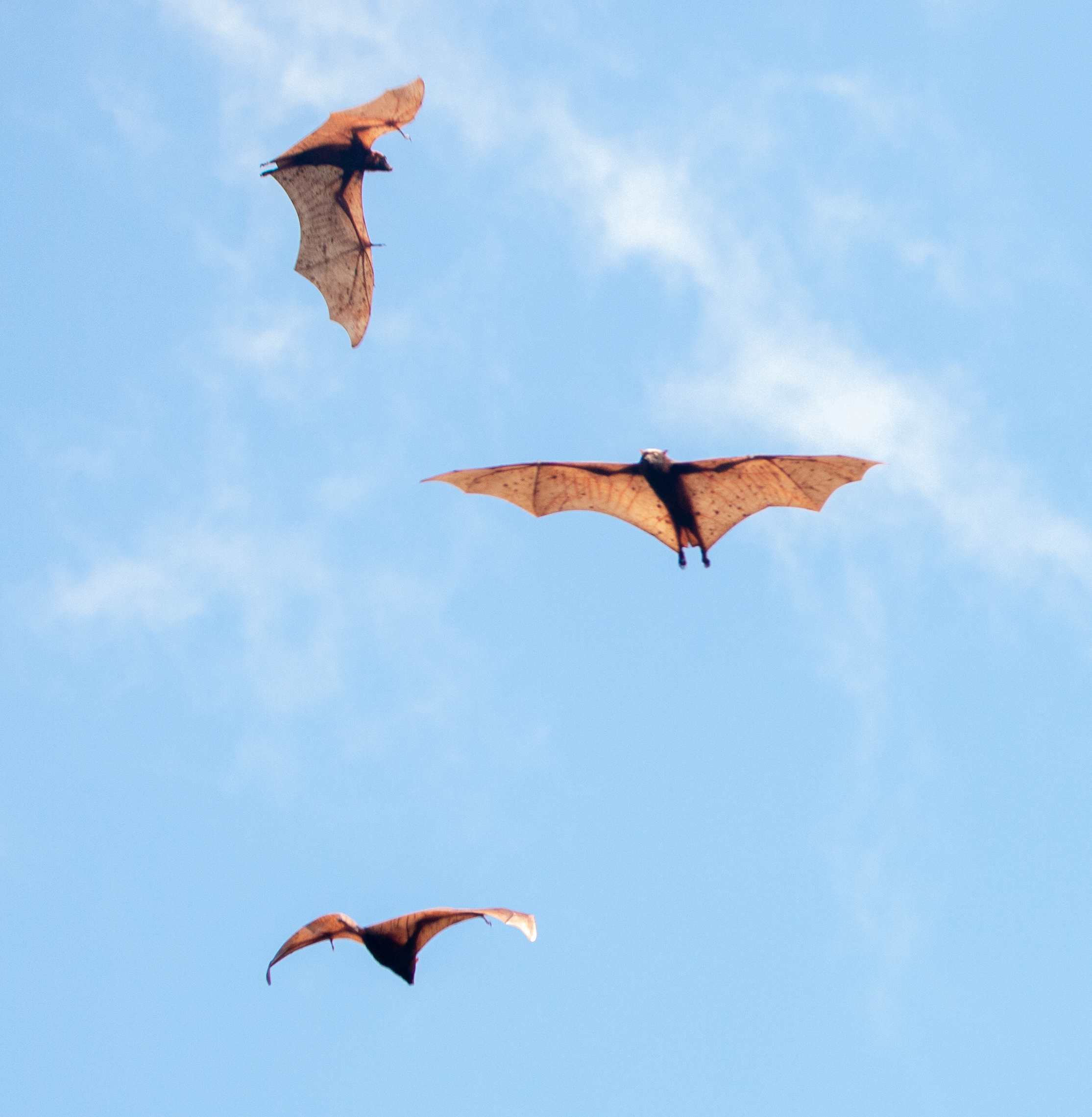 a colony of giant golden crowned flying fox up in the sky in the philippines (cropped) a colony of giant golden crowned flying fox up in the sky in the philippines (cropped)
