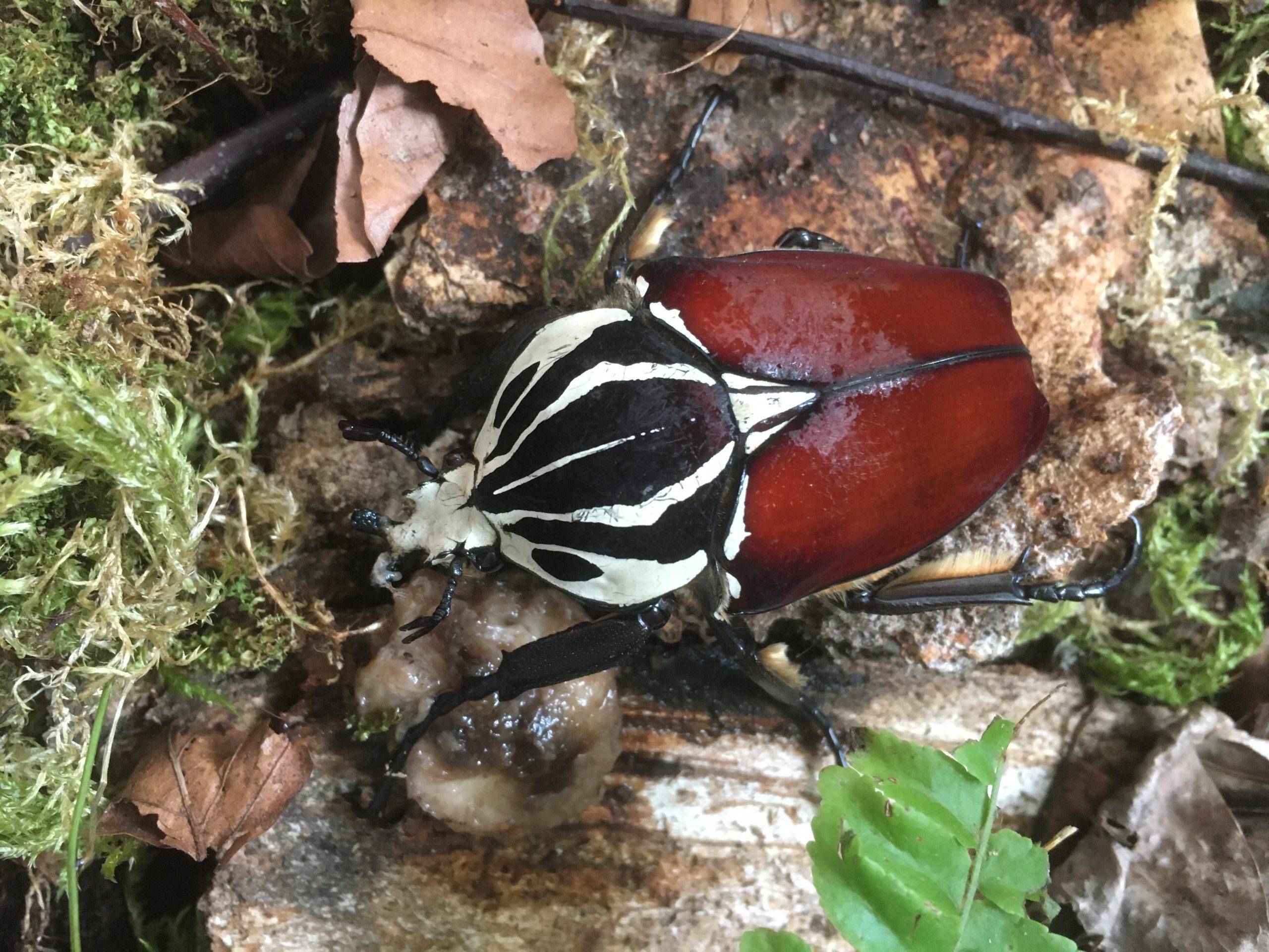 samiec goliathus goliathus samiec goliathus goliathus Goliath Beetle