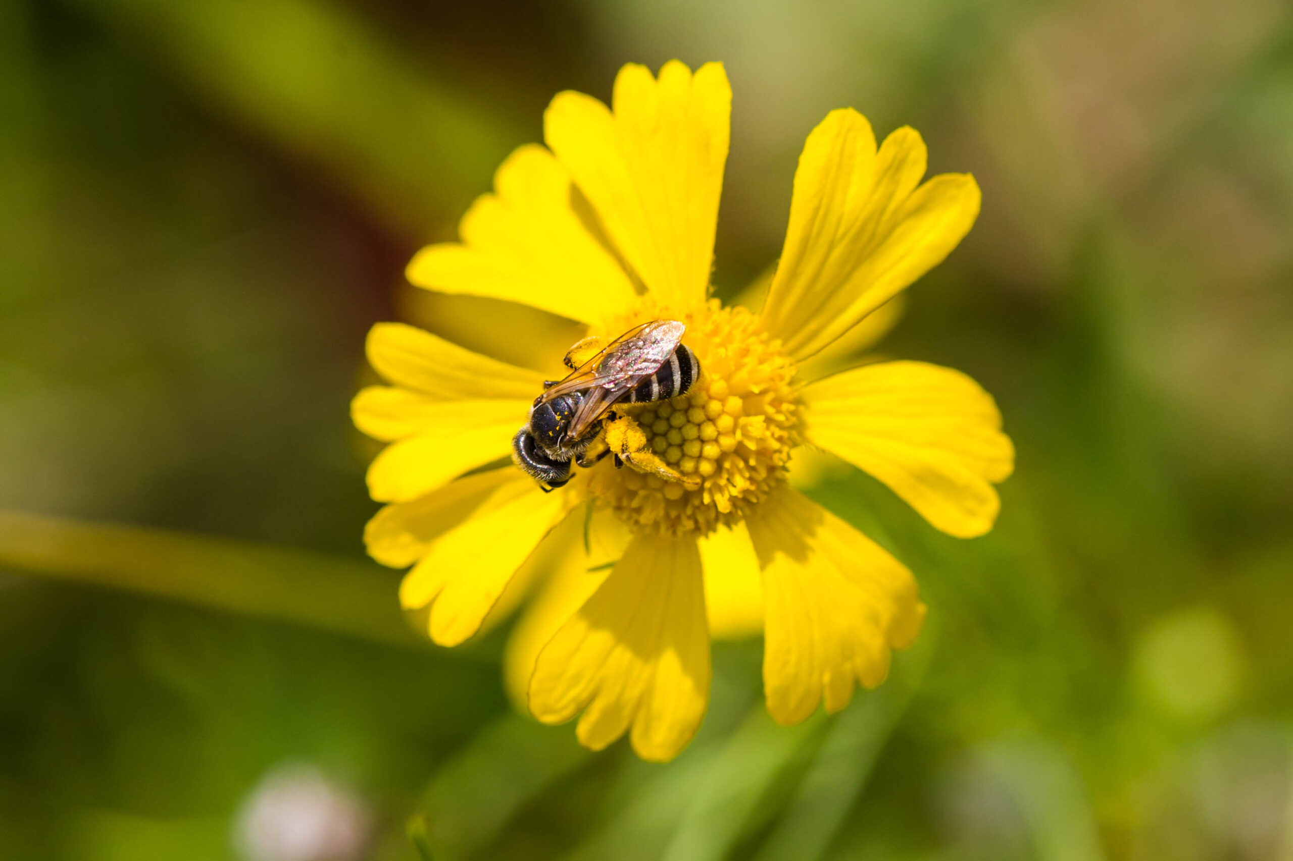 Furrow Bee