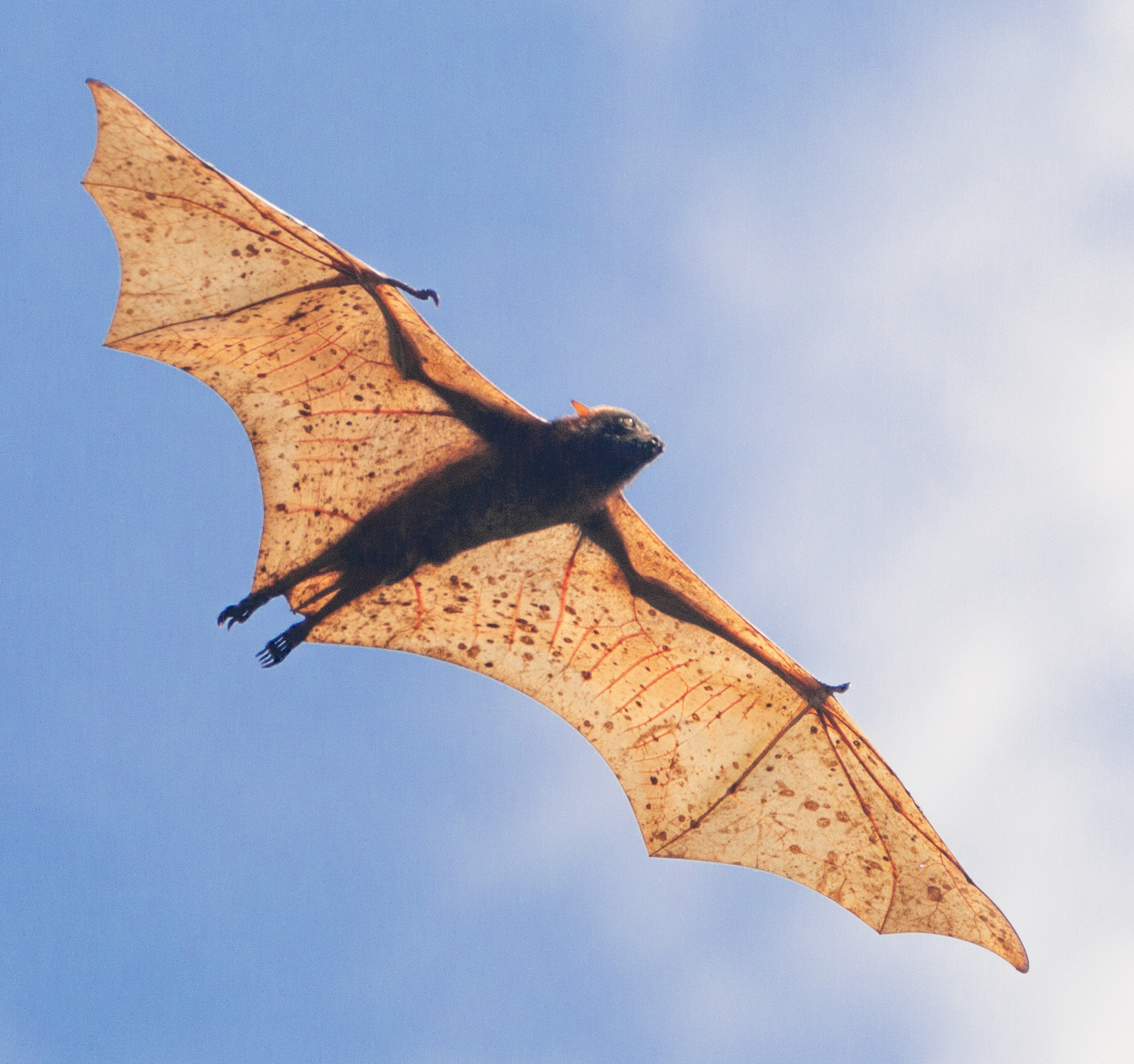 a giant golden crowned flying fox (acerodon jubatus) spreading its wings in the philippines (cropped) a giant golden crowned flying fox (acerodon jubatus) spreading its wings in the philippines (cropped)
