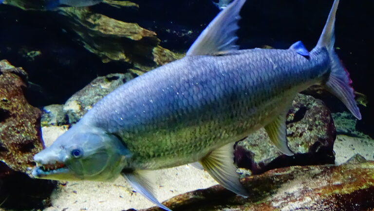 hydrocynus goliath poisson chien aqua porte dorée 08 hydrocynus goliath poisson chien aqua porte dorée 08