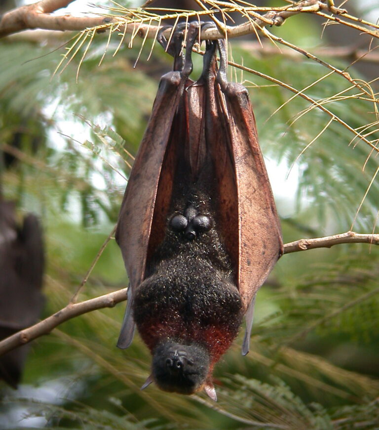 golden crowned flying fox acerodon jubatus (15904184773) golden crowned flying fox acerodon jubatus (15904184773)