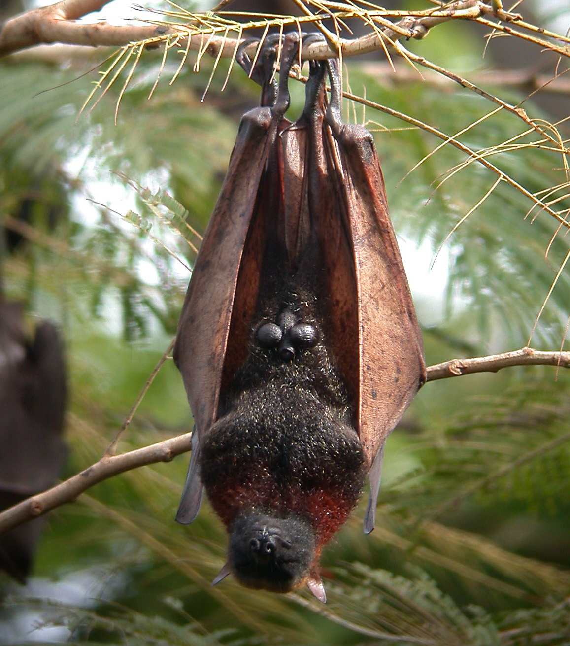 golden crowned flying fox acerodon jubatus (15904184773) golden crowned flying fox acerodon jubatus (15904184773)