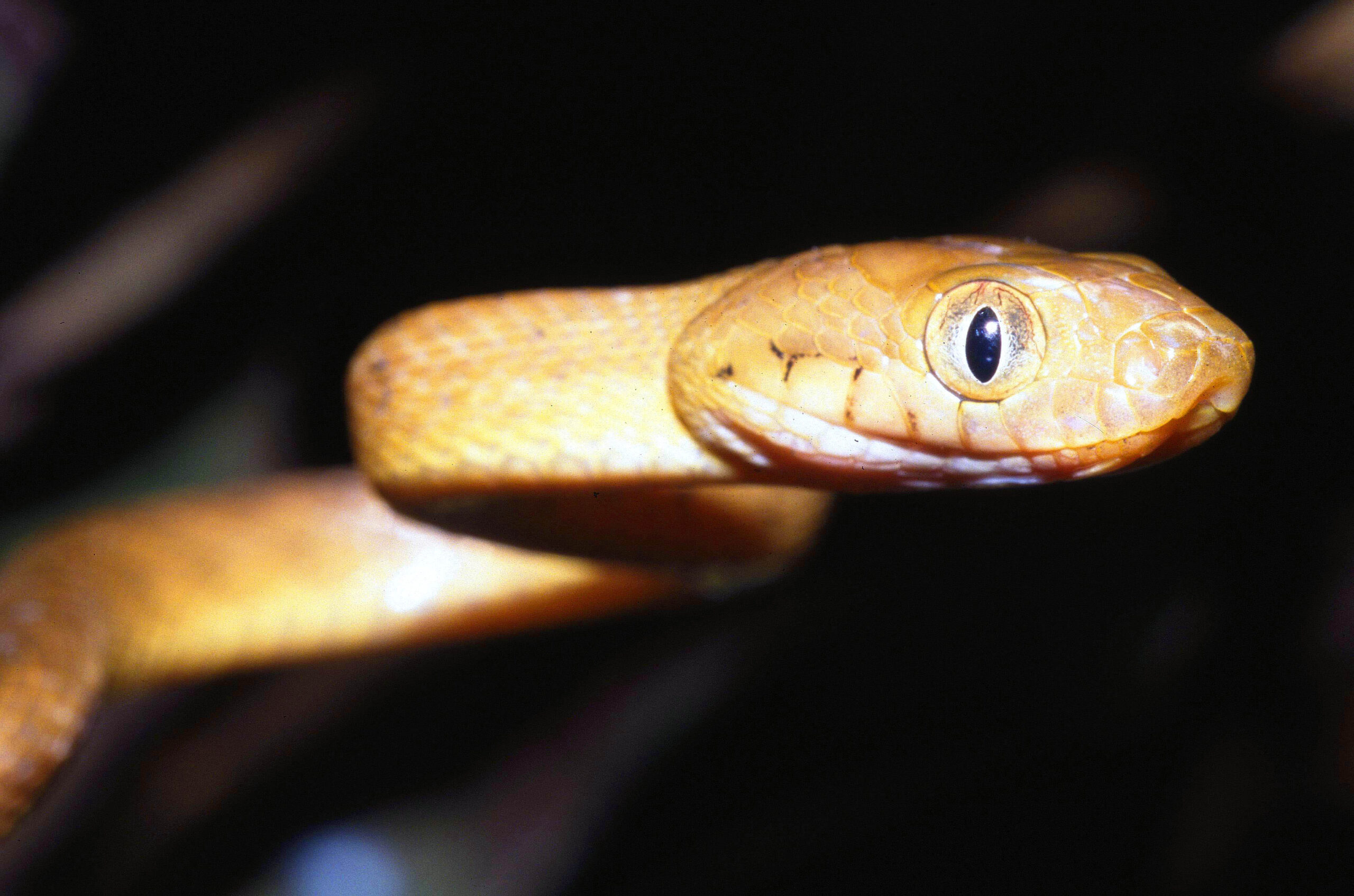 Tree Snake