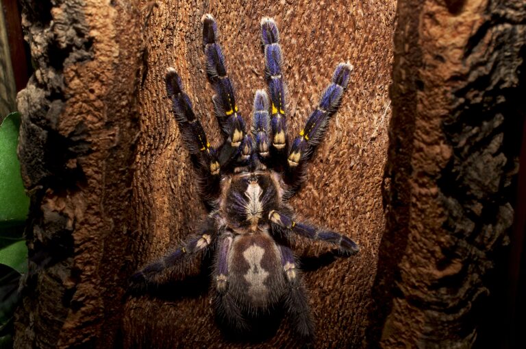adult poecilotheria metallica gooty sapphire ornamental