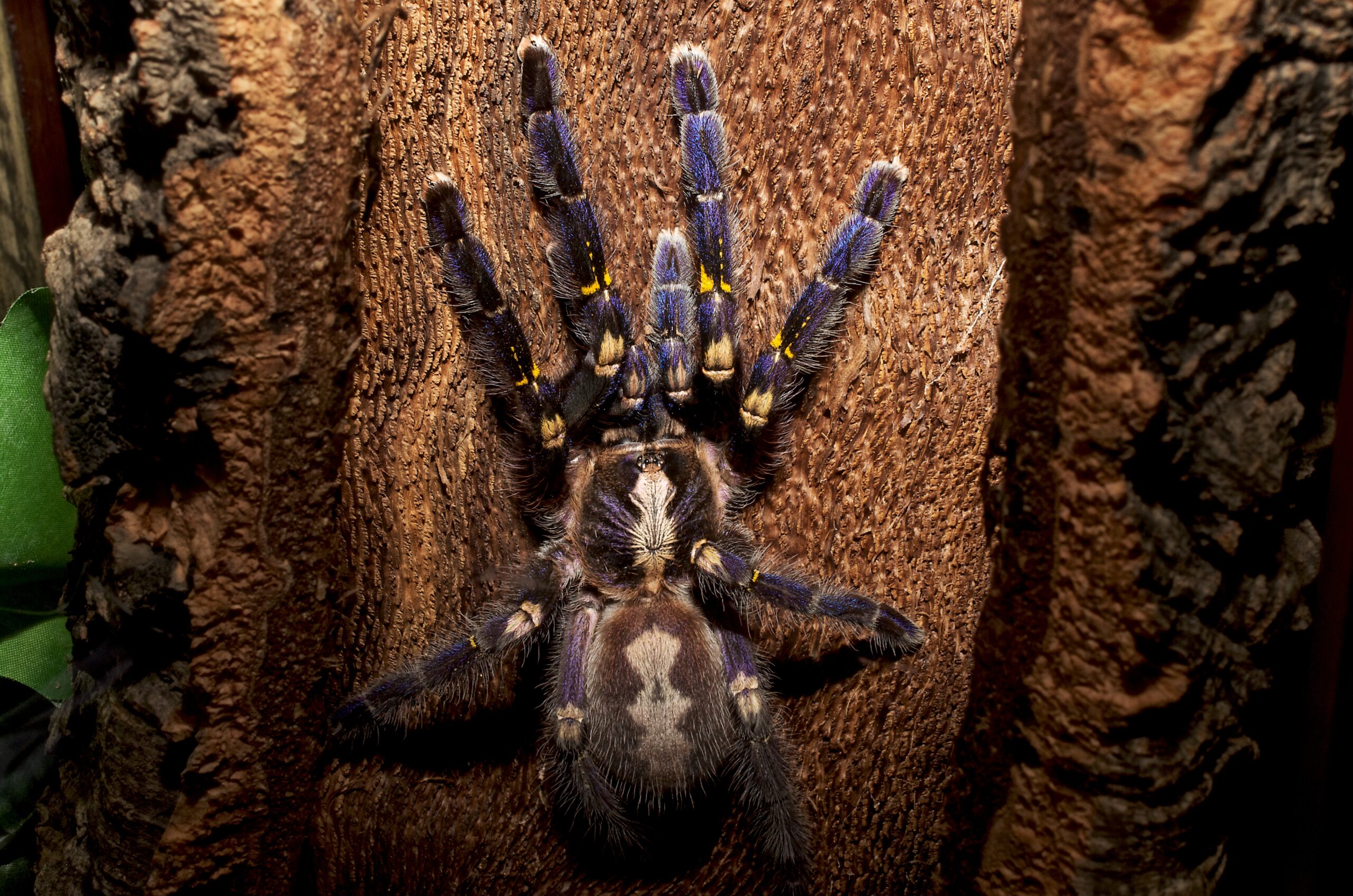 adult poecilotheria metallica gooty sapphire ornamental