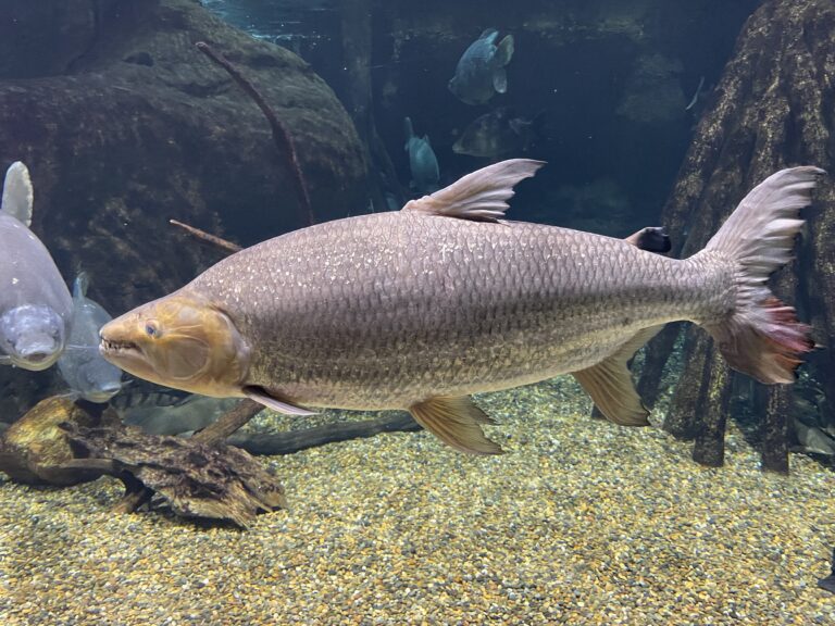 hydrocynus goliath gifu hydrocynus goliath gifu