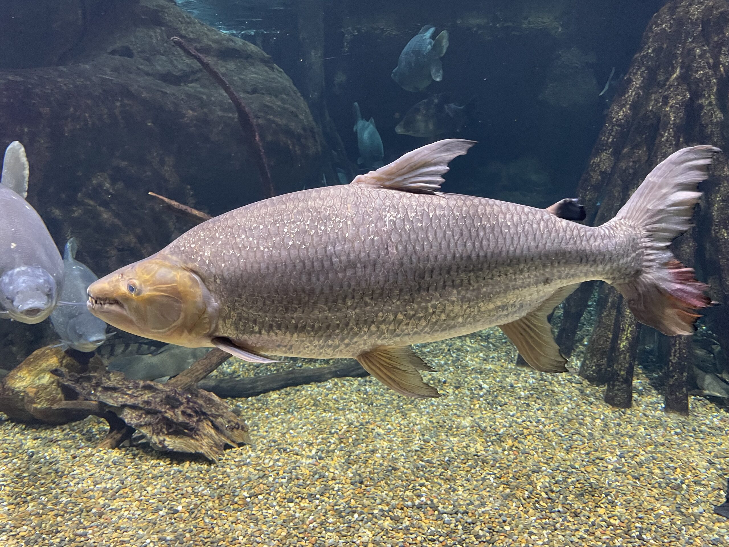 hydrocynus goliath gifu hydrocynus goliath gifu