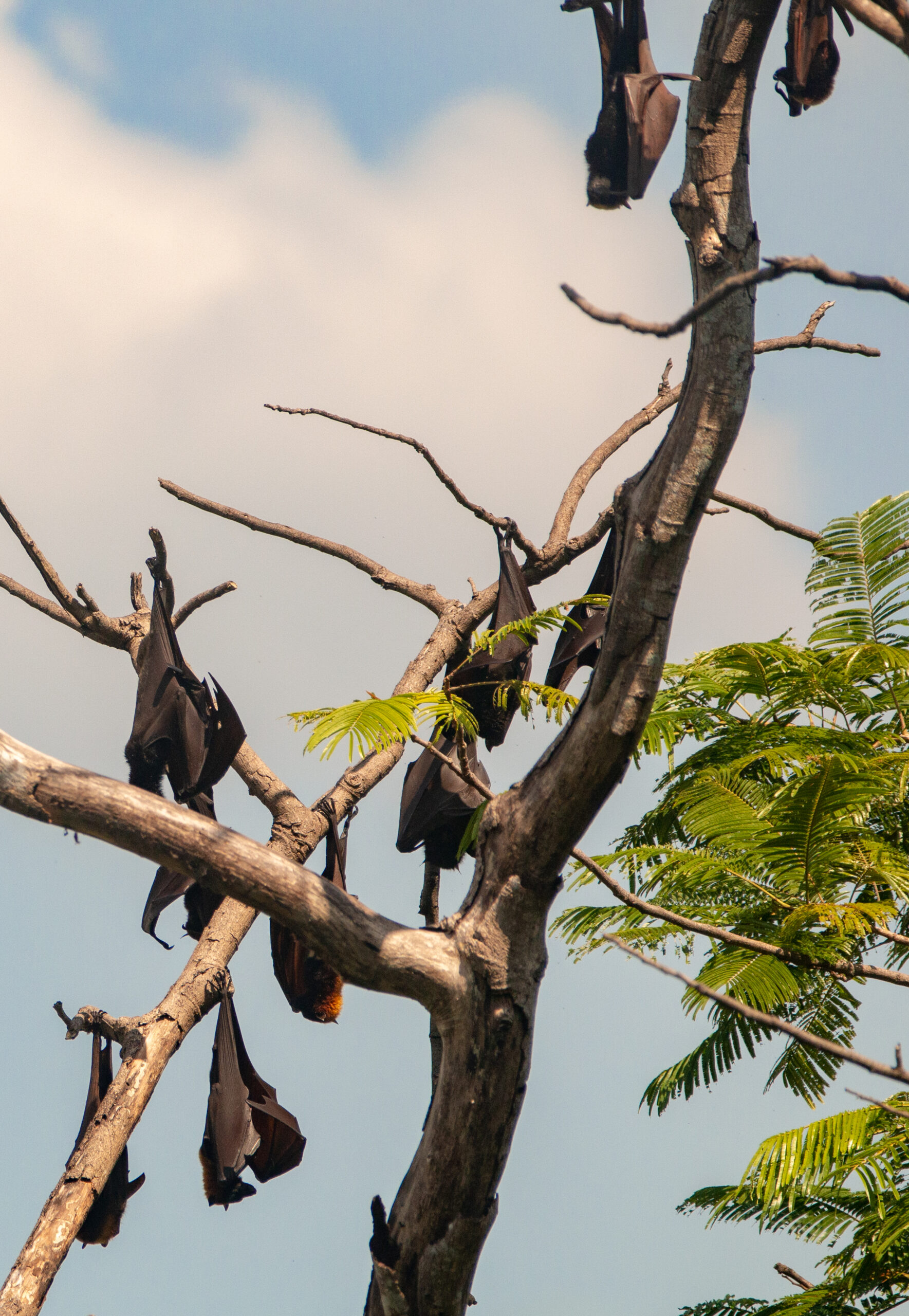 a colony of giant golden crowned flying fox hanging upside down in the philippines (cropped) a colony of giant golden crowned flying fox hanging upside down in the philippines (cropped)
