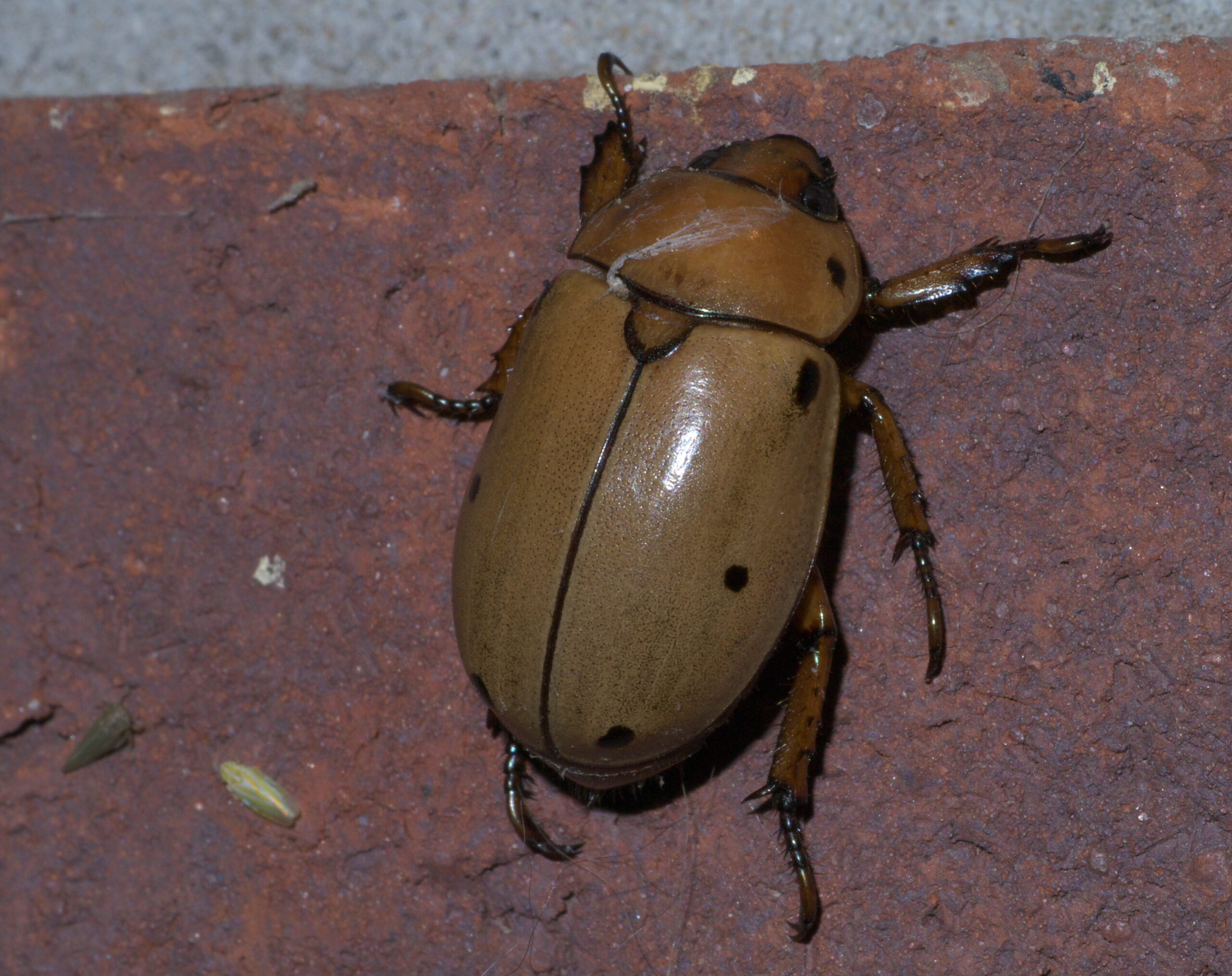 pelidnota punctata p1200036a