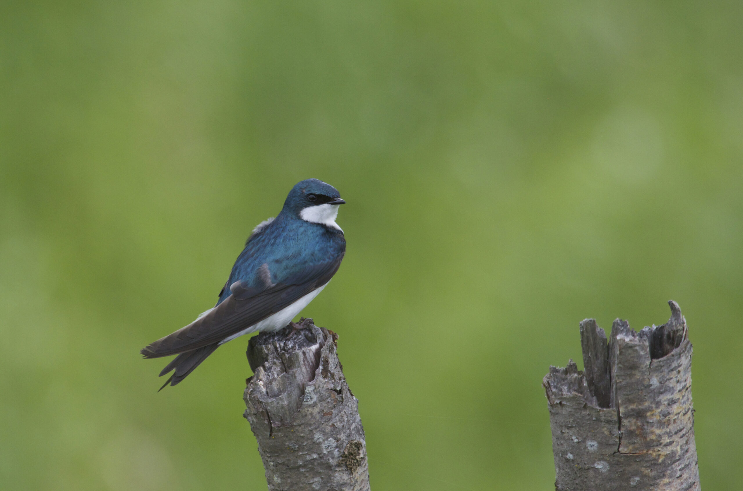 Tree swallow