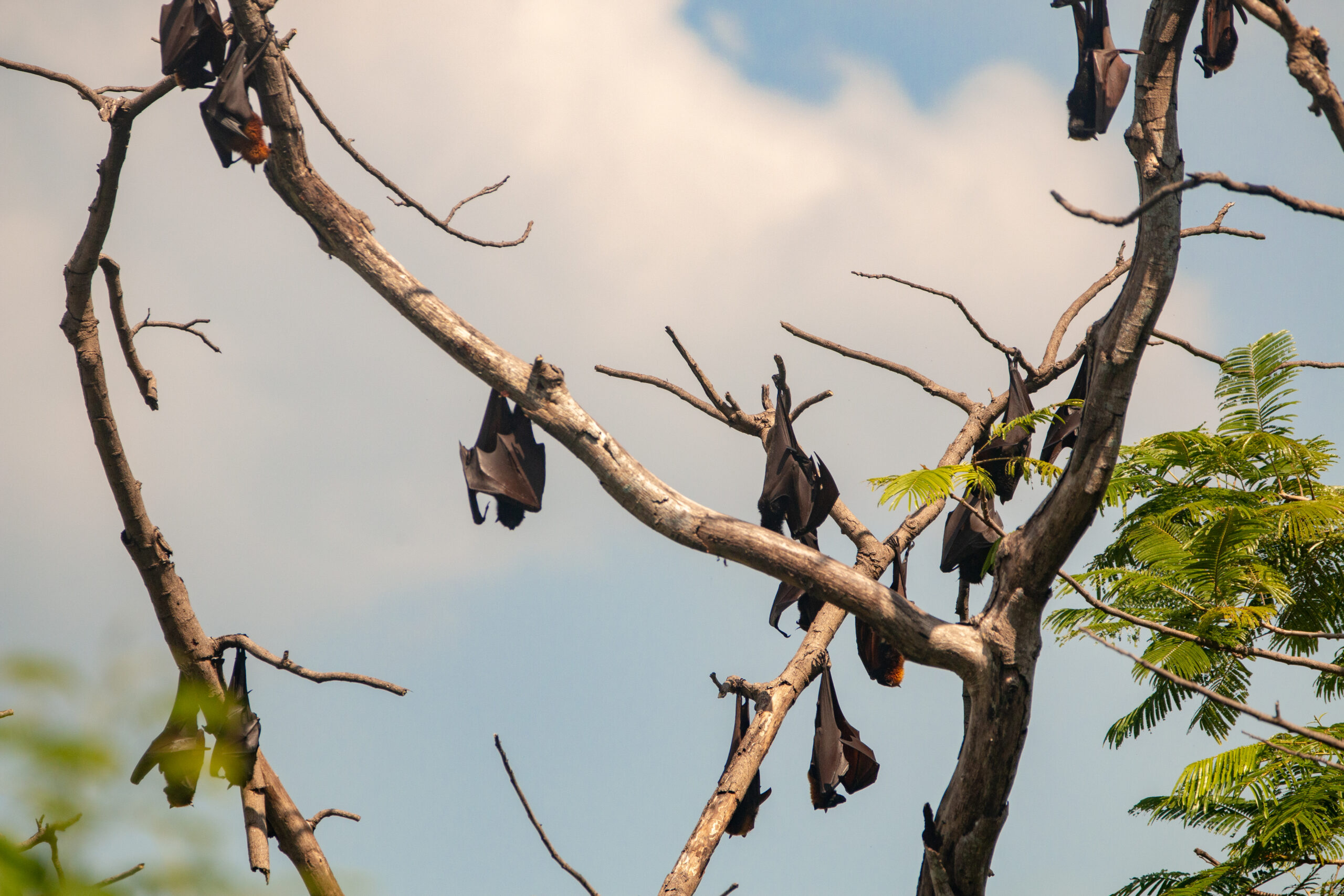 a colony of giant golden crowned flying fox hanging upside down in the philippines a colony of giant golden crowned flying fox hanging upside down in the philippines
